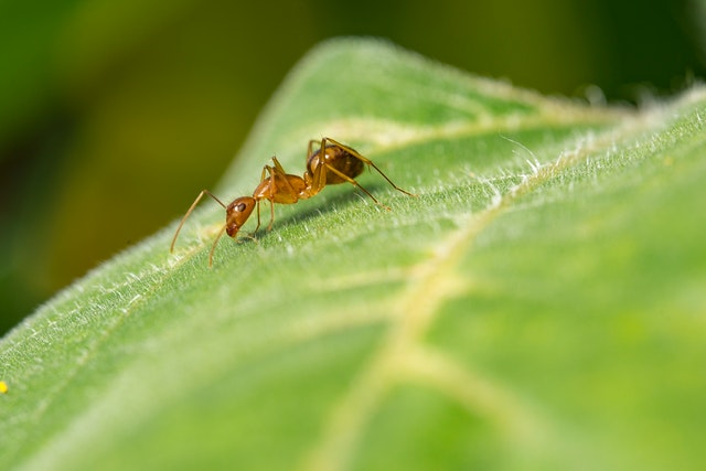 Zijn mieren gevaarlijk?